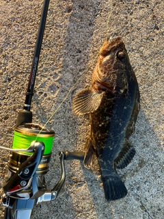 タケノコメバルの釣果