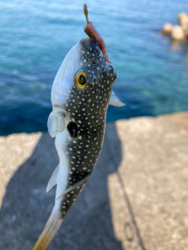 クサフグの釣果