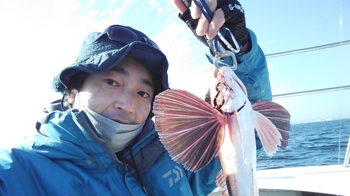 ホウボウの釣果