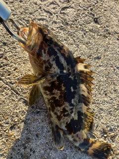 タケノコメバルの釣果