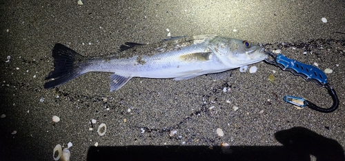 セイゴ（マルスズキ）の釣果