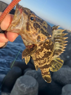 タケノコメバルの釣果