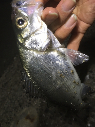 セイゴ（マルスズキ）の釣果