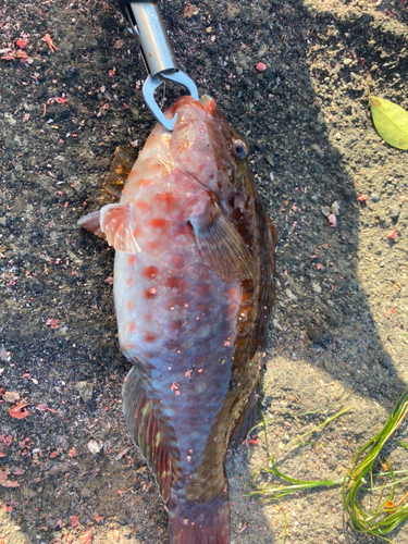 ブダイの釣果