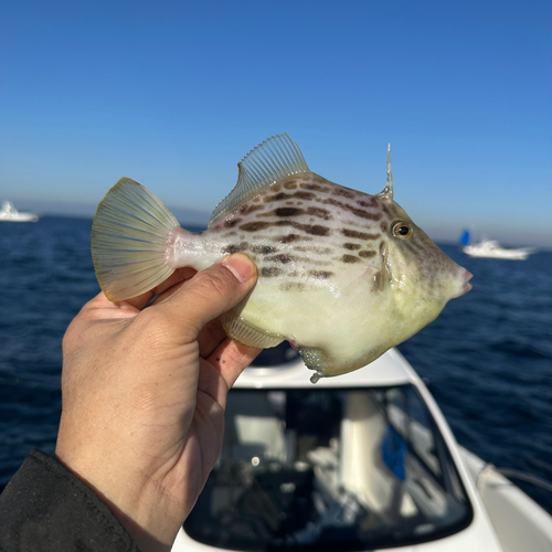 カワハギの釣果