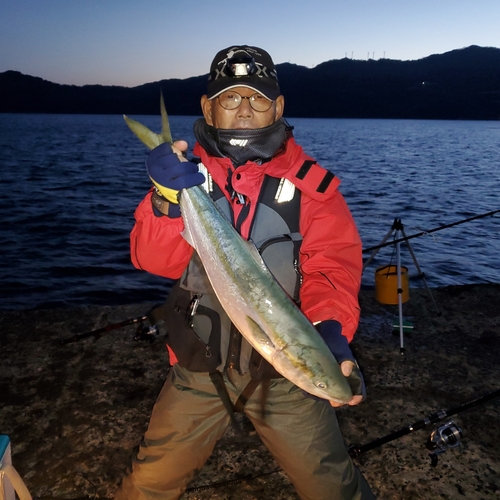 ハマチの釣果