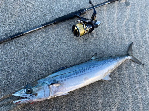 サワラの釣果