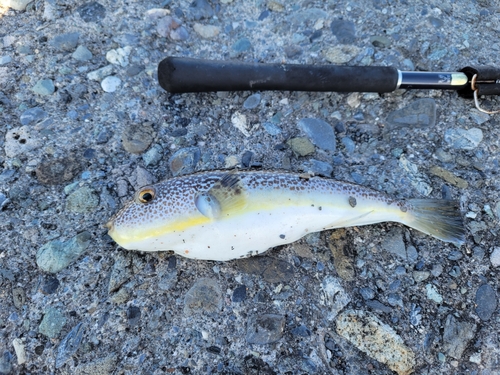 ショウサイフグの釣果