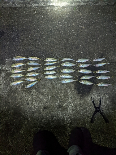 アジの釣果