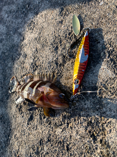 アオハタの釣果