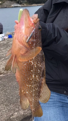 アコウの釣果