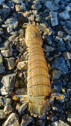 シャコの釣果