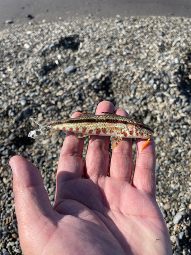 ヨメヒメジの釣果