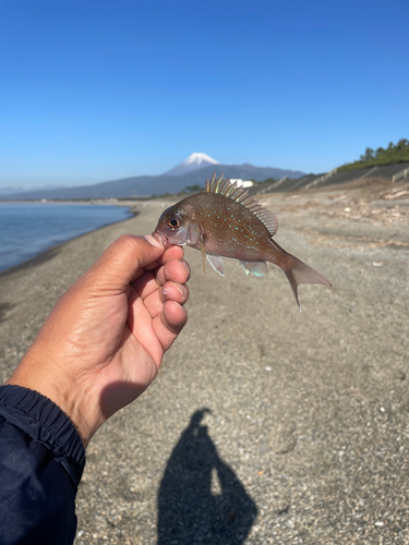 チャリコの釣果