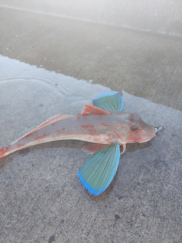 ホウボウの釣果