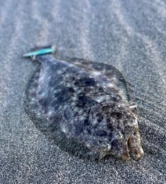 ソゲの釣果