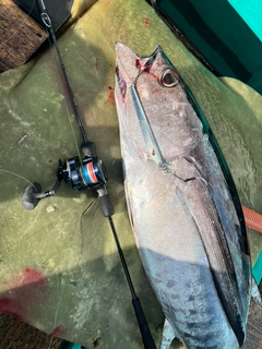 ビンチョウマグロの釣果