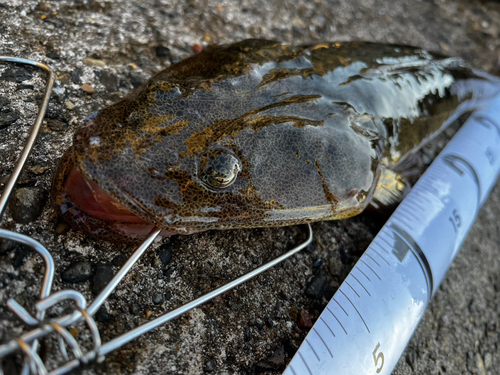 マゴチの釣果