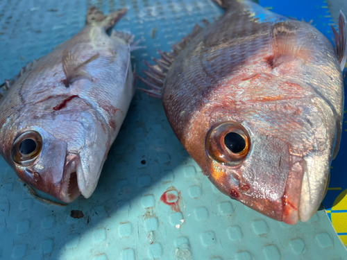 タイの釣果