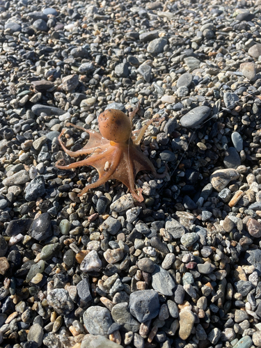 イイダコの釣果