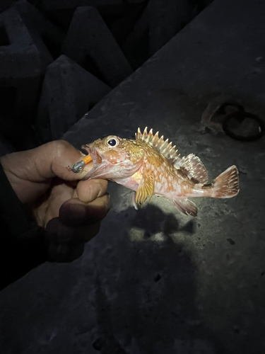 カサゴの釣果