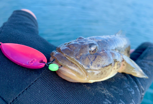 マハゼの釣果