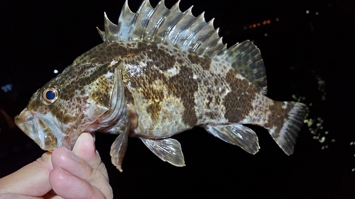 タケノコメバルの釣果