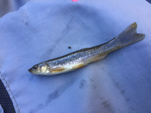 タカハヤの釣果