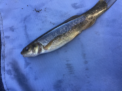 タカハヤの釣果