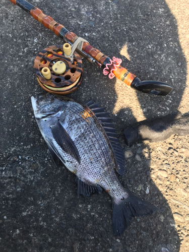 クロダイの釣果