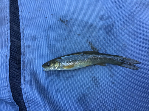 タカハヤの釣果