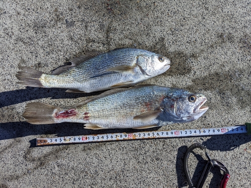 イシモチの釣果