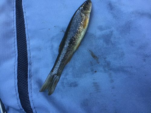 タカハヤの釣果