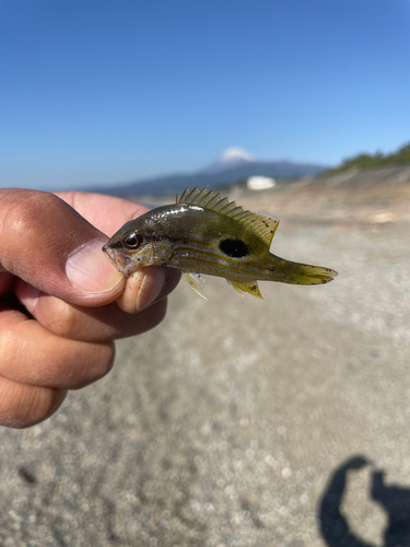 クロホシフエダイの釣果