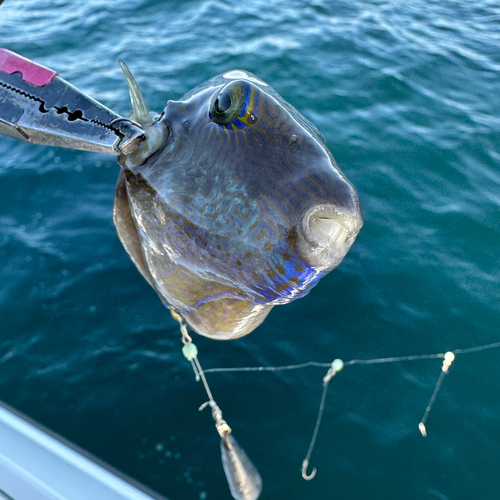 キタマクラの釣果