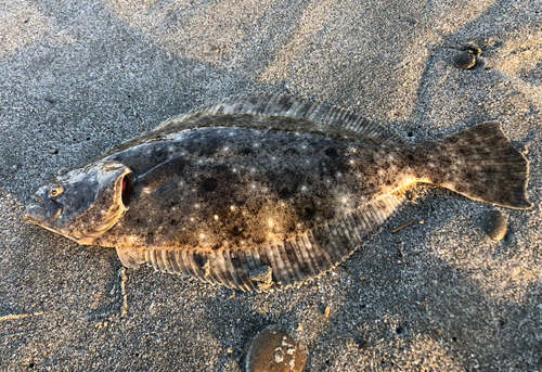 ソゲの釣果