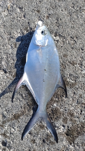 コバンアジの釣果