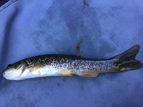 タカハヤの釣果