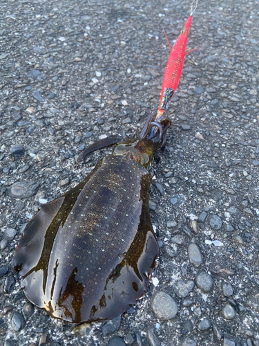 アオリイカの釣果