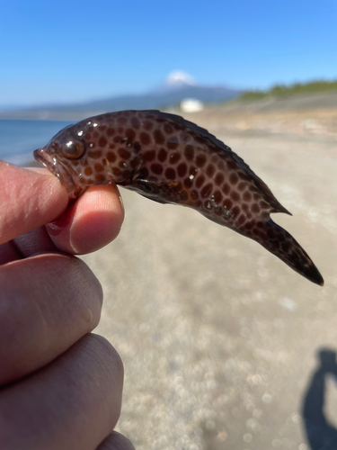 オオモンハタの釣果