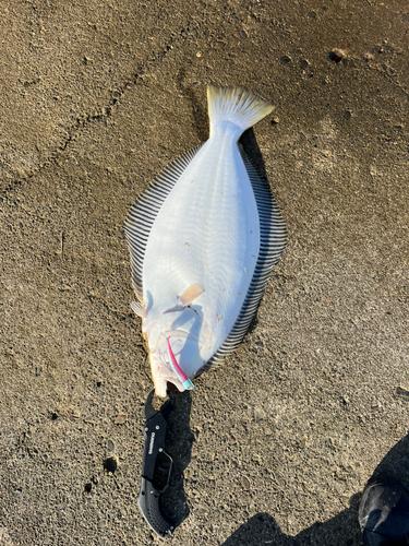 ヒラメの釣果