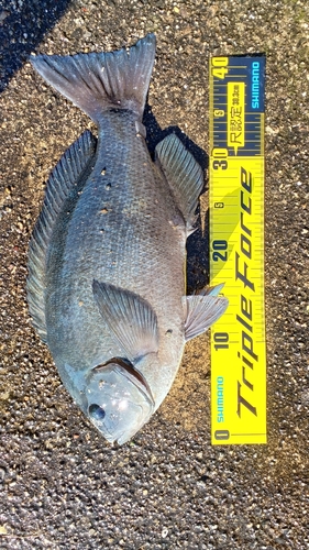 クチブトグレの釣果