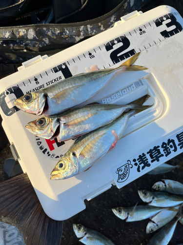 アジの釣果