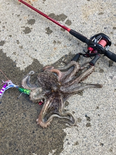 タコの釣果