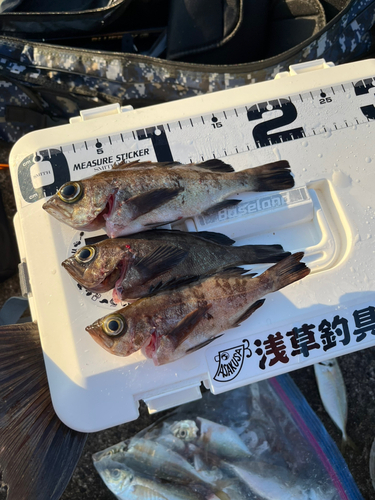 メバルの釣果