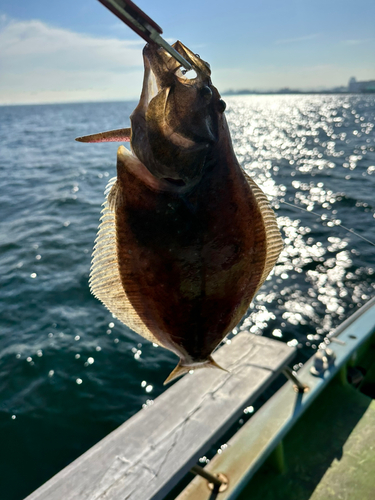 ヒラメの釣果