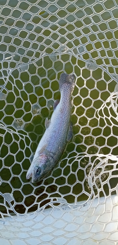 ニジマスの釣果