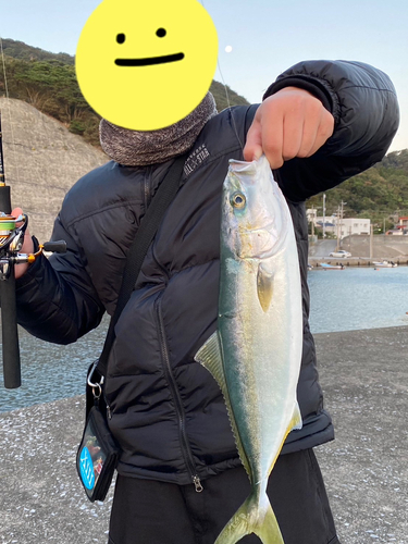 メジロの釣果