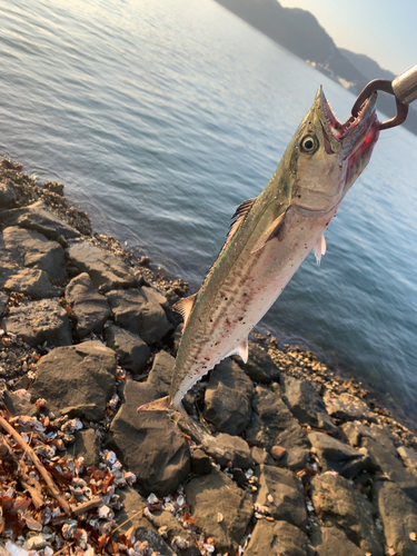 サゴシの釣果