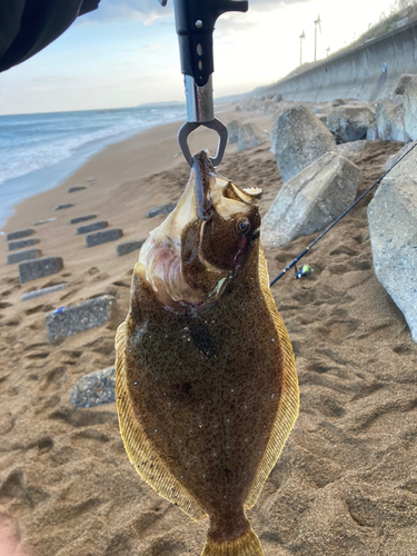 ヒラメの釣果